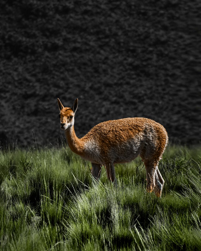 A solitary vicuna standing in a lush grassland, captured in Humahuaca, Jujuy, Argentina.