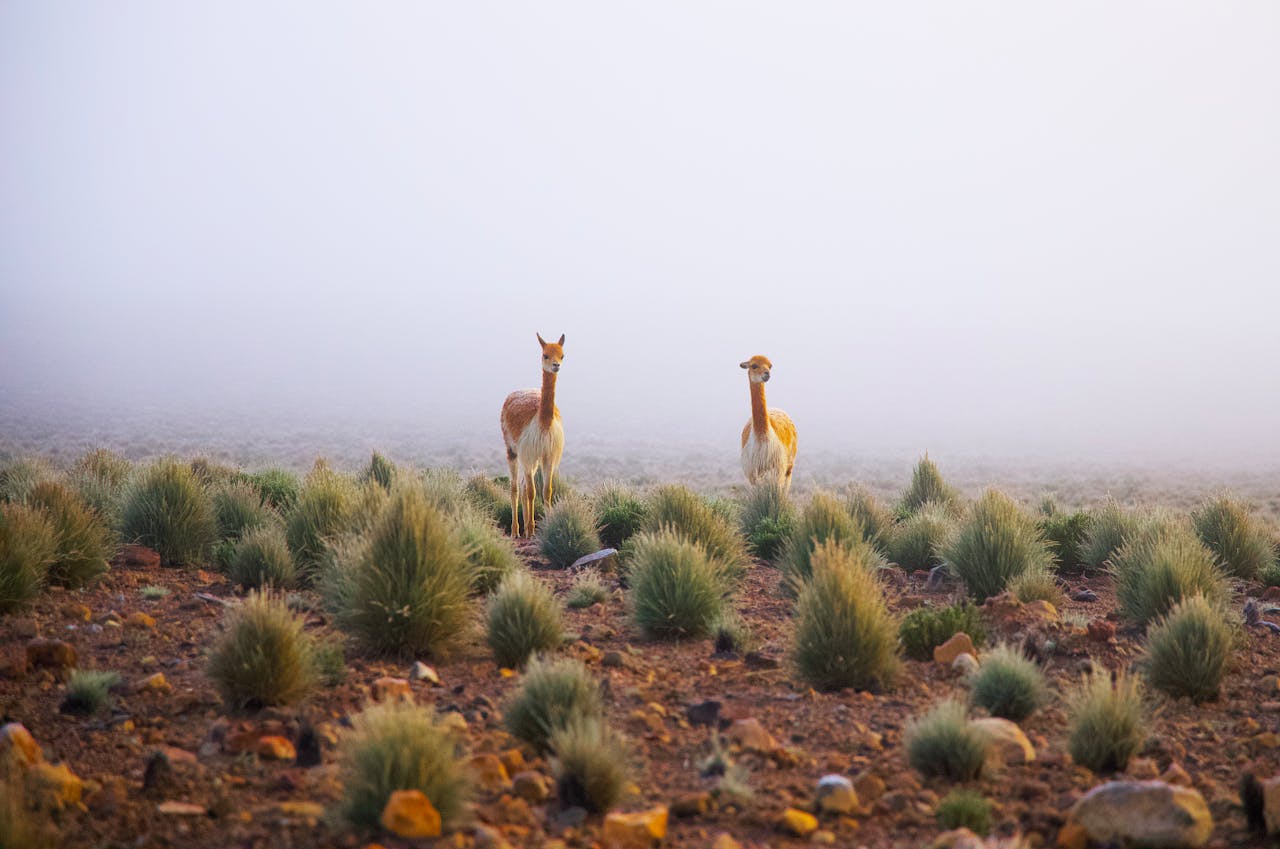 Two vicunas stand in a foggy field in Moquegua, Peru, showcasing wildlife in natural habitat.
