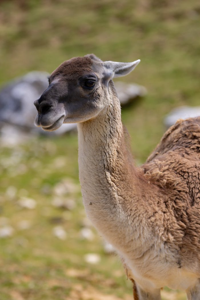 Side profile of a guanaco standing in a grassy field with a blurred background, showcasing its natural beauty.